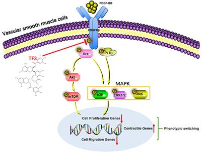 Theaflavin-3,3′-Digallate from Black Tea Inhibits Neointima Formation Through Suppression of the PDGFRβ Pathway in Vascular Smooth Muscle Cells